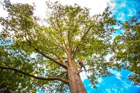 Why Choose Our Tree Removal Services in Annapolis Neck, MD?